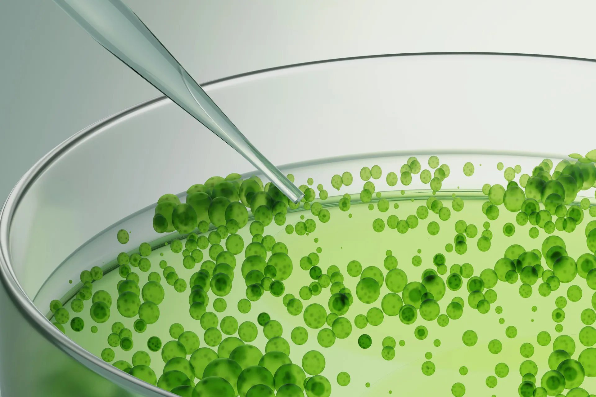 A Compound in Broccoli Targets Cancer Pathways